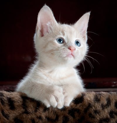 cat declaw procedure