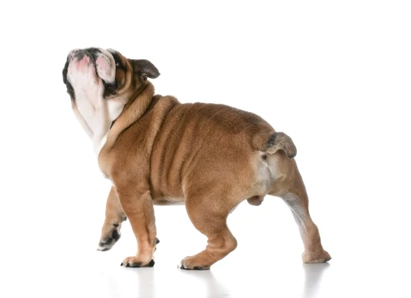 perineal hernia in dogs