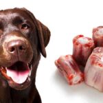 Benefits of feeding Bones to dogs: How to feed your pet a healthy diet and maintain good health?