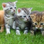 What You Should Know About Domestic Cats vs Wild Animals