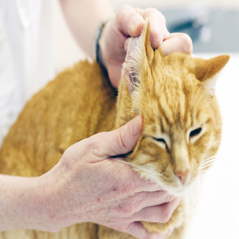 the ultimate guide to Ear Mites in Cats and dogs Causes, Symptoms and Treatment Petazon