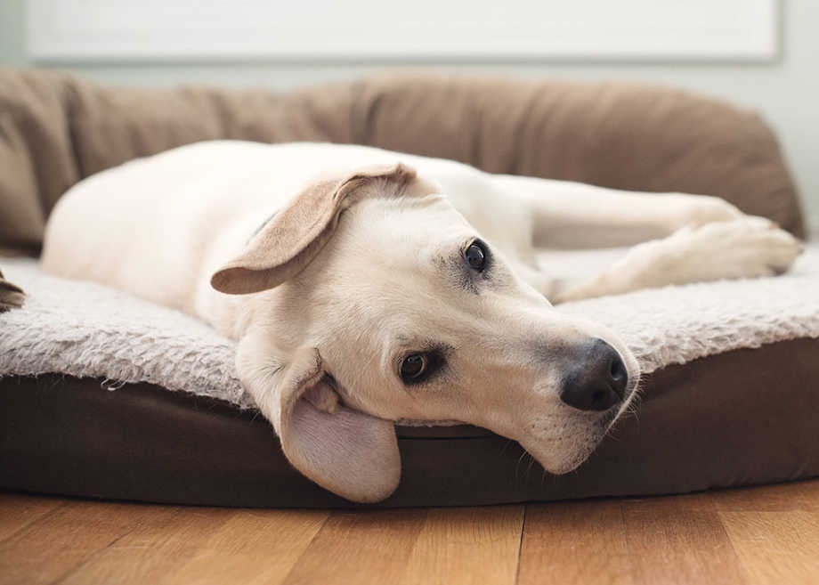 Giardia in Dogs