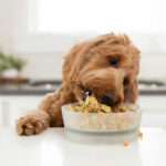 the perfect guide to natural pet food and Where Can I Get It?