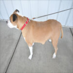 Bone Cancer in Dogs