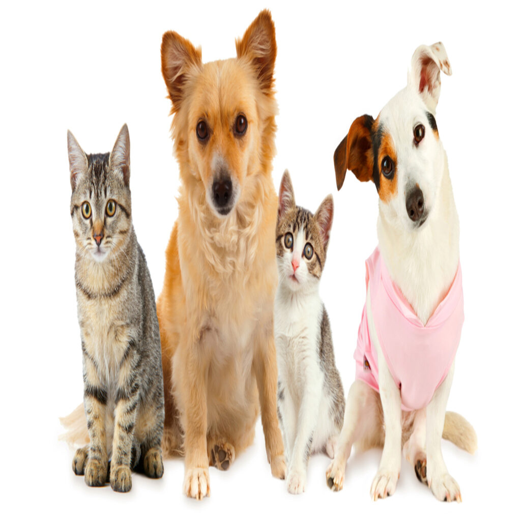 Giardia in Dogs