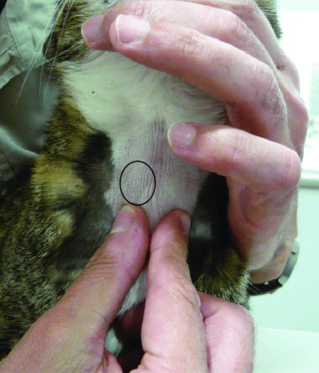 Hyperthyroid disease in cats