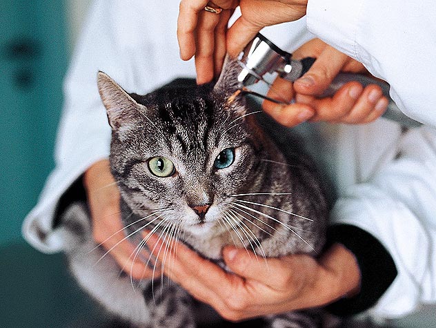 Avian Flu in cats
