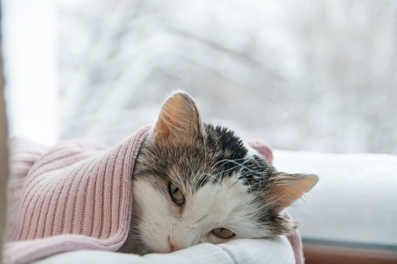 Avian Flu in Cats