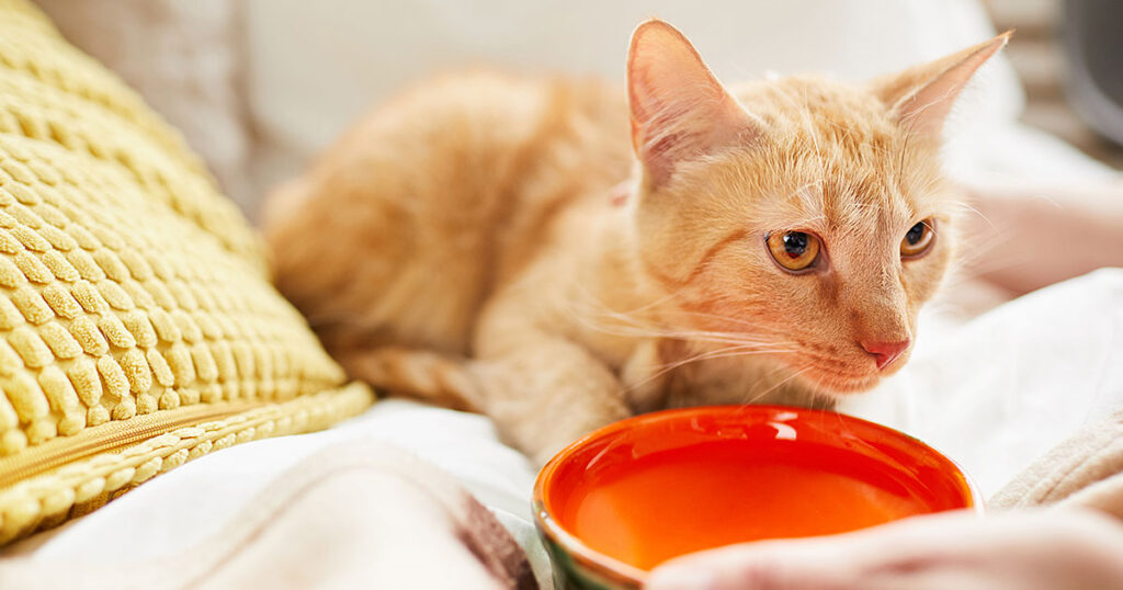 Hyperthyroid disease in cats