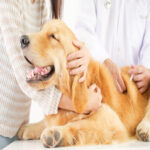 kidney failure in Dogs
