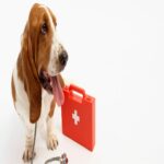 Pet First Aids and Emergency Care