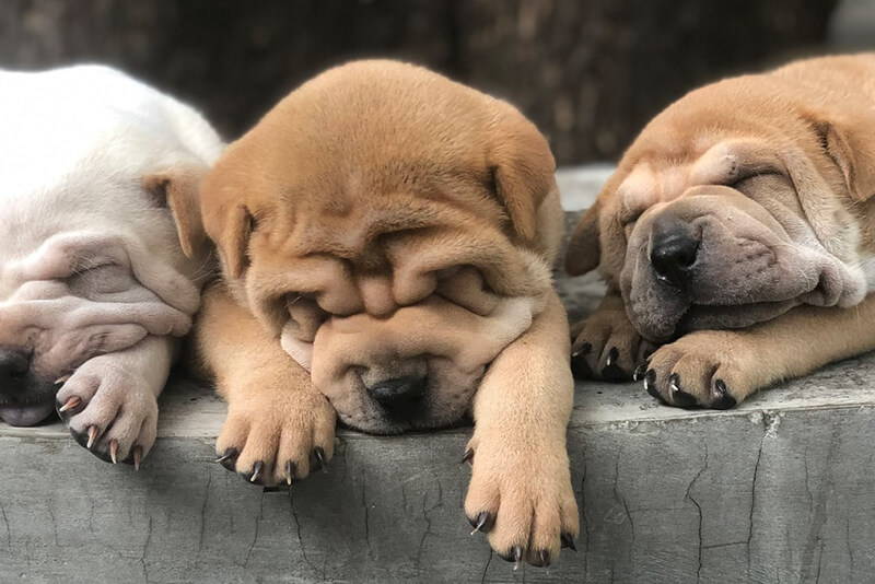 Dystocia in Dogs