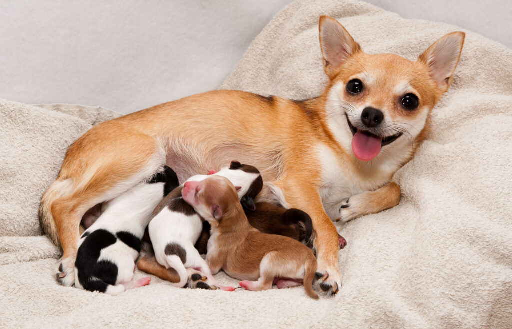 Dystocia in Dogs