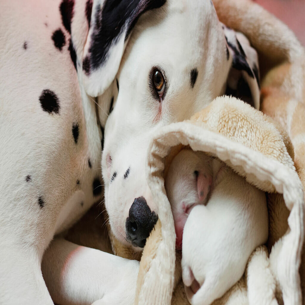 Dystocia in Dogs