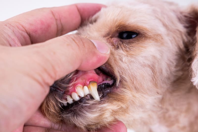 Dental Disease In Dogs 