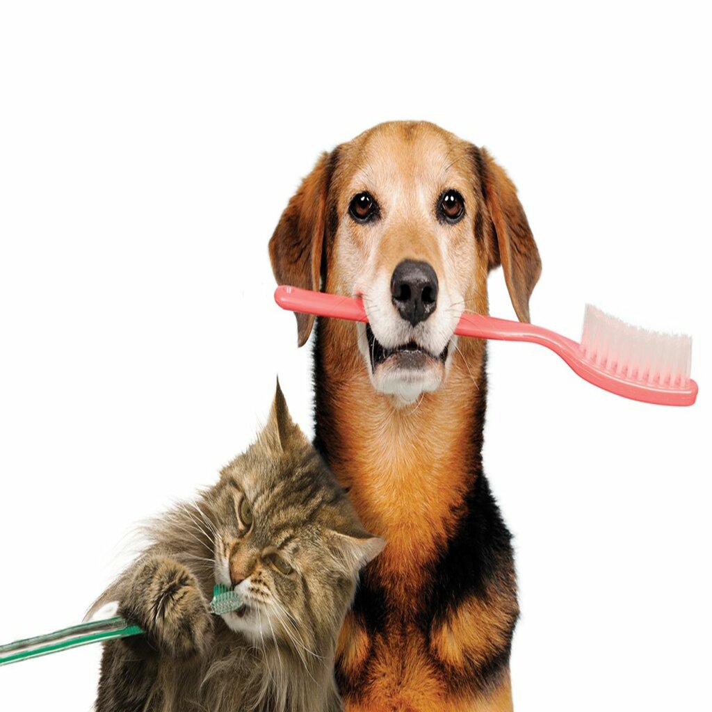 The Perfect Guide to Dental Disease In Dogs and cats