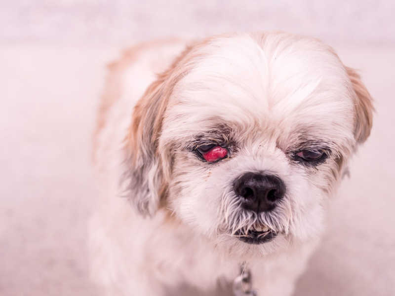 Cherry Eye in Dog