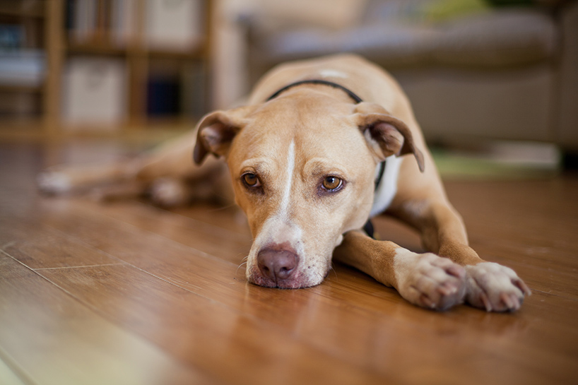 Immunity in Dogs