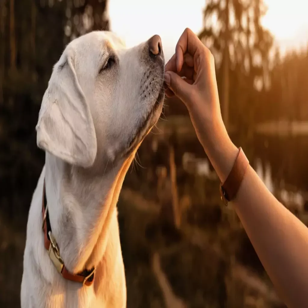 Immunity in Dogs