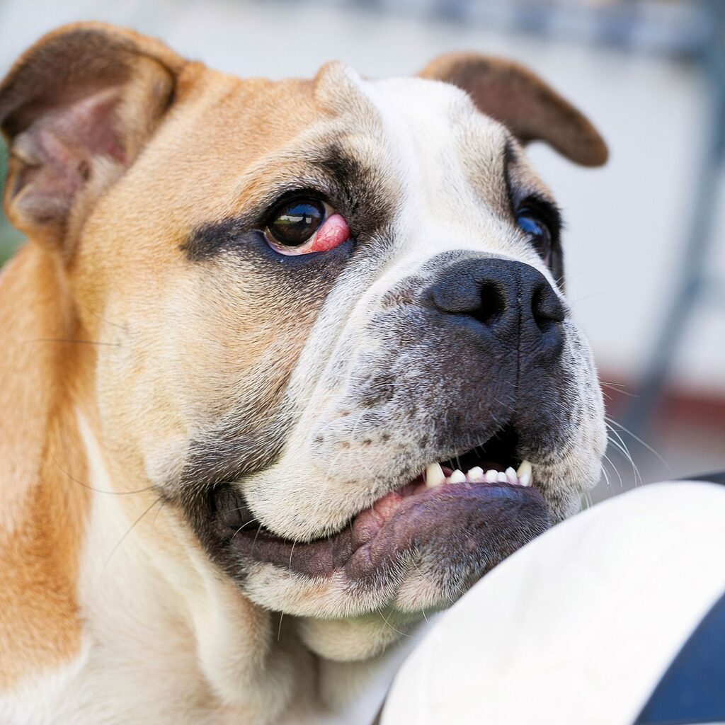 Cherry Eye in Dog