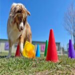 American Boarding Kennels