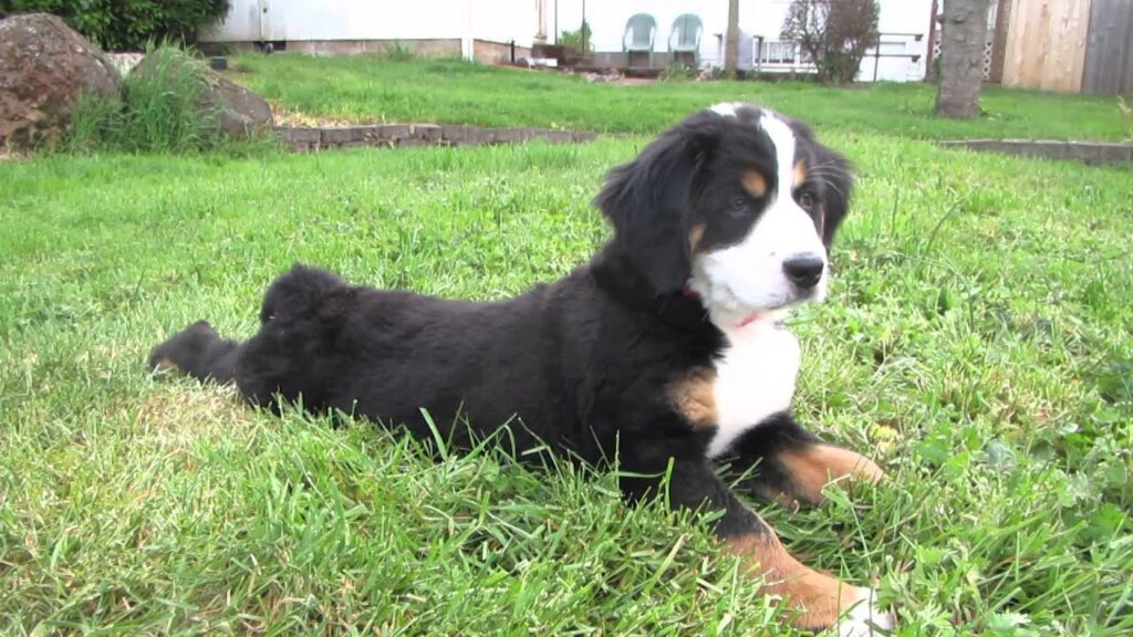 Immunity in Dogs
