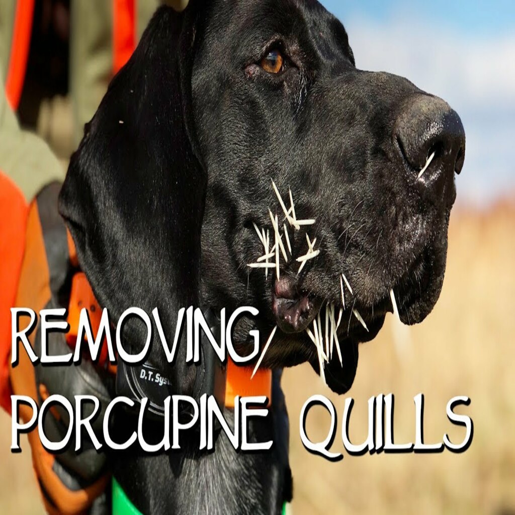 The Perfect Guide to Removing Porcupine Quills From a Dog