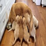 Eclampsia in Dogs