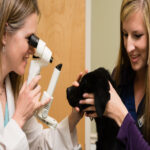 What is Veterinary Ophthalmology? A Complete Guide to the Specialty of Animal Eyes Veterinary Ophthalmology