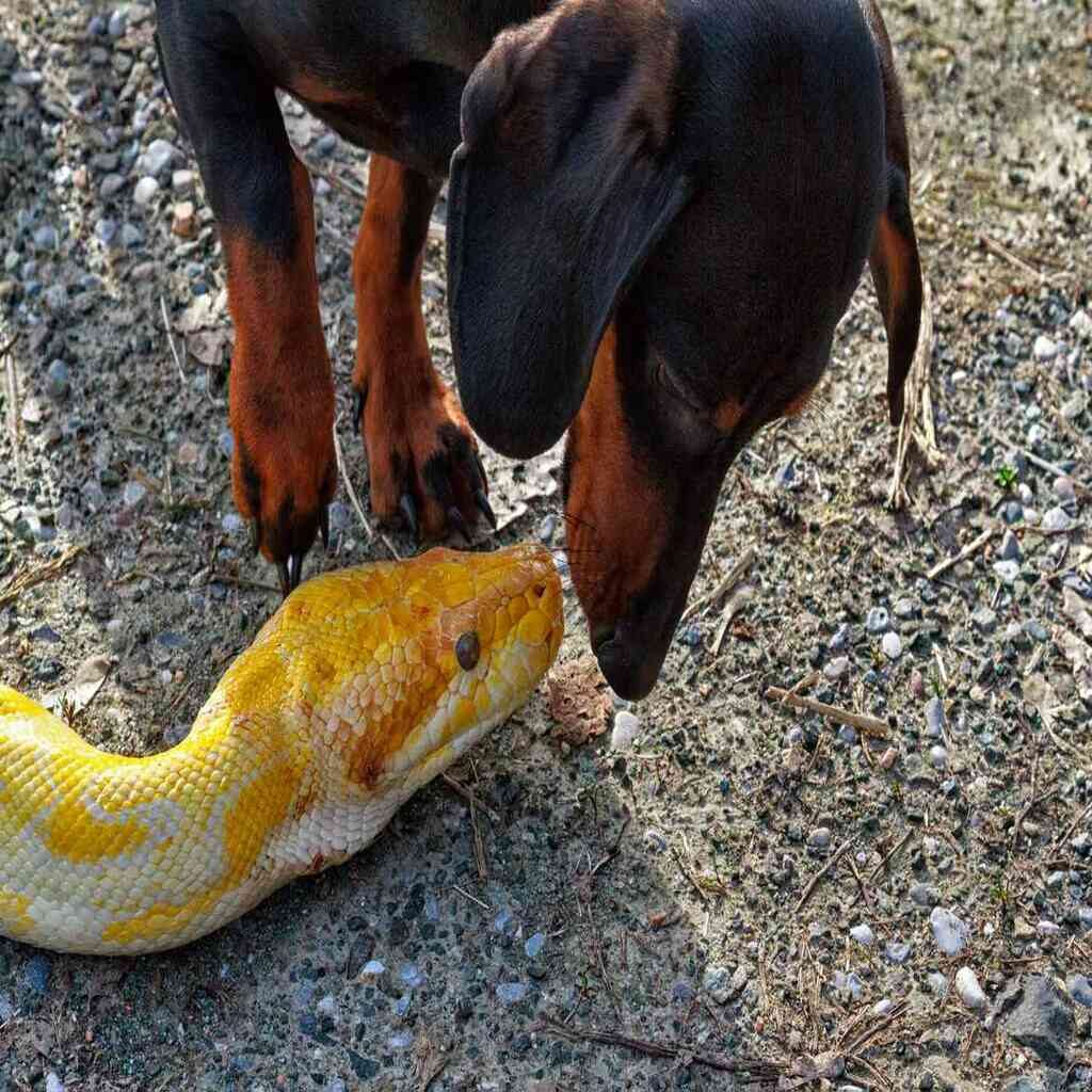Snake Bites to Dogs