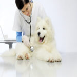 The Perfect Guide to Physical exam for Dogs and Cats Physical exam for Dogs