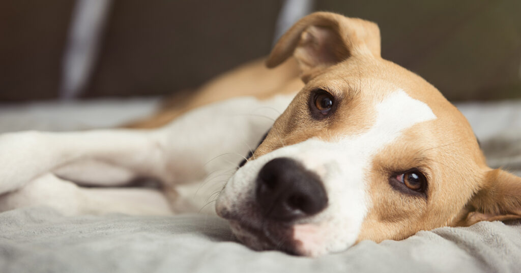 Lumps and Bumps on Dog