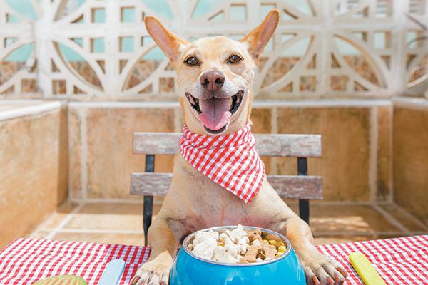  Basic Nutrition For Dogs