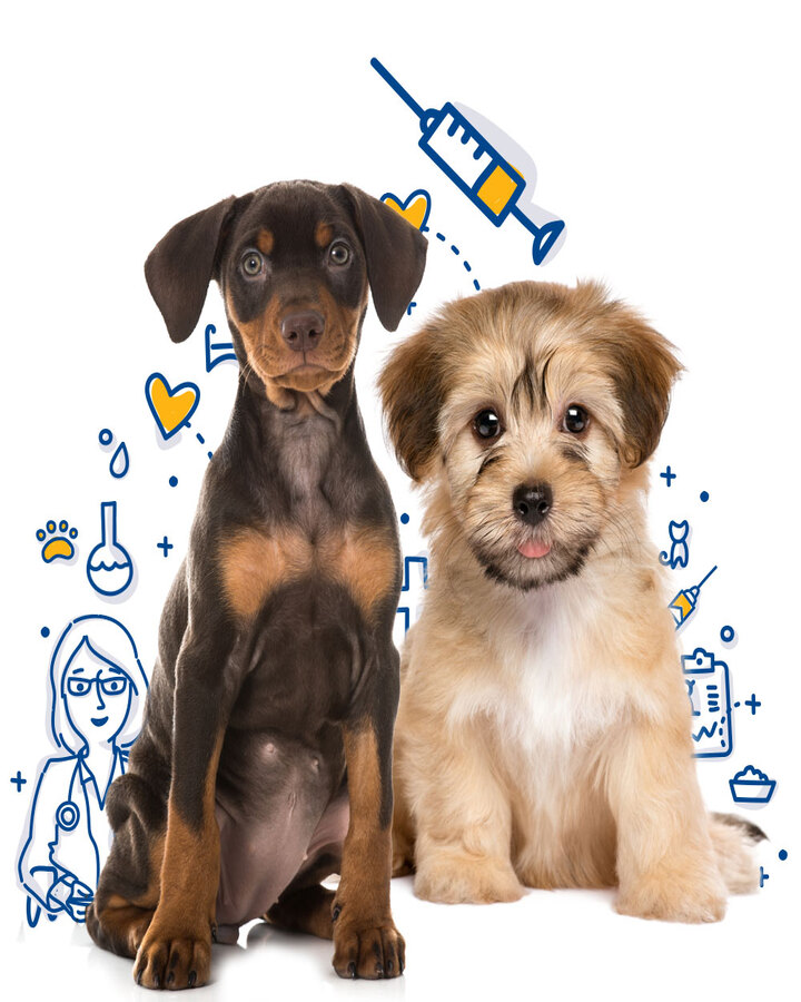 Vaccinating Dogs