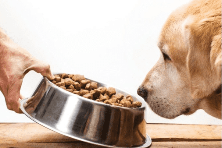  Basic Nutrition For Dogs