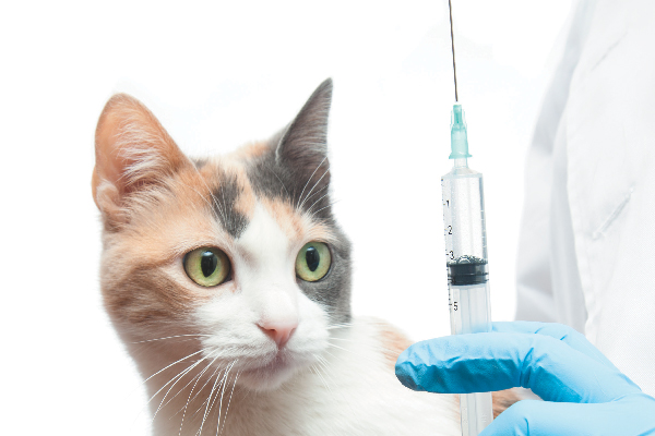 Vaccinating Dogs