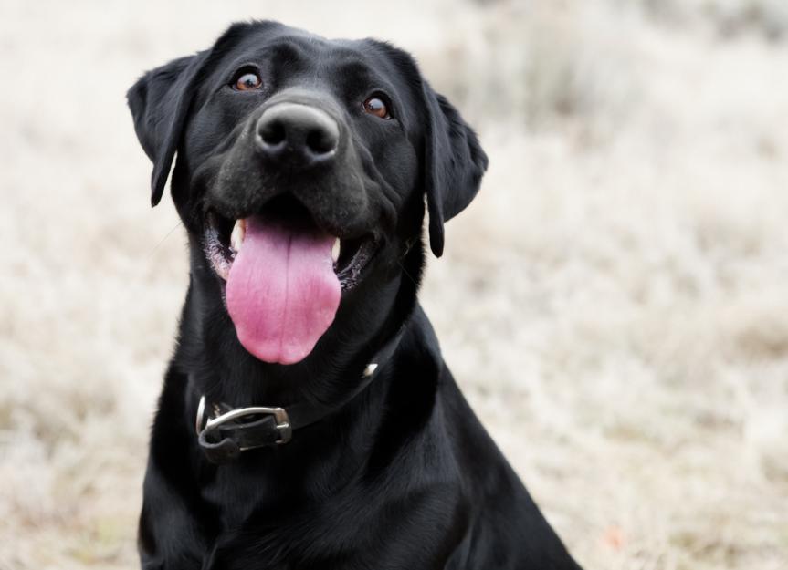 Dog's Tongue