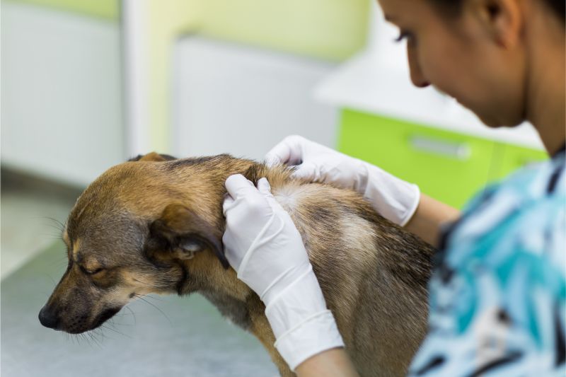 Lumps and Bumps on Dog
