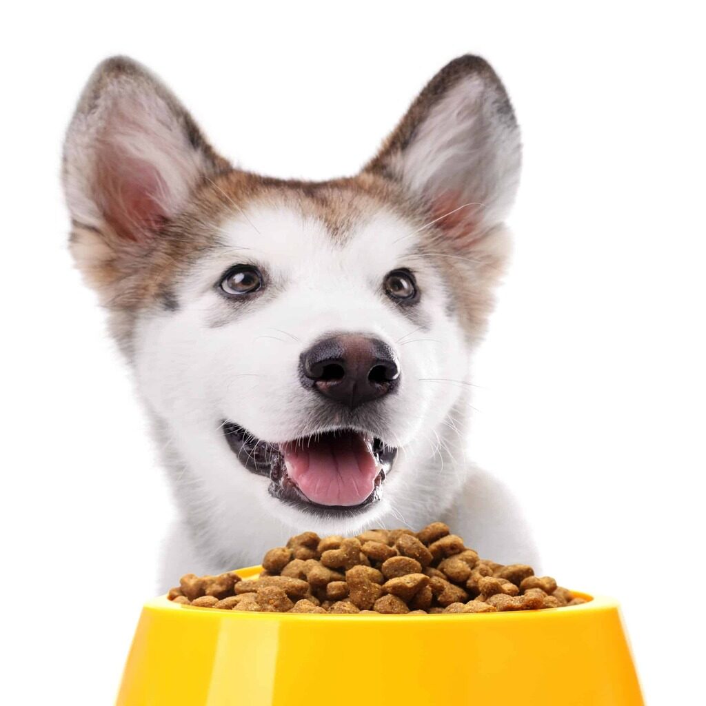 Basic Nutrition For Dogs
