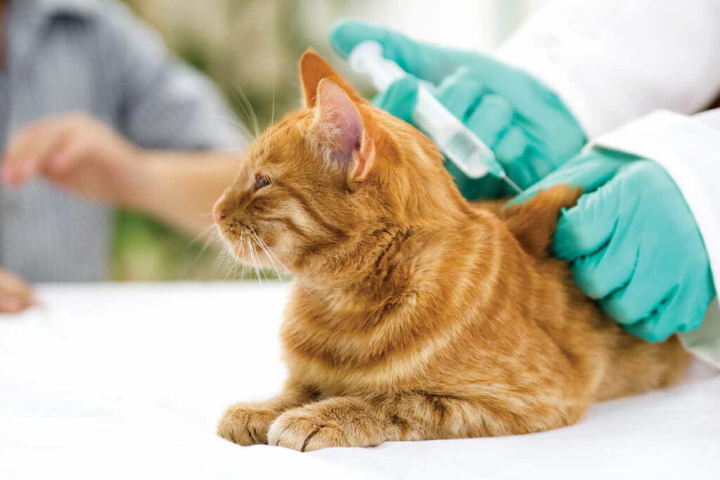 Vaccinating Dogs