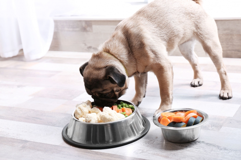 Feeding Your Dog