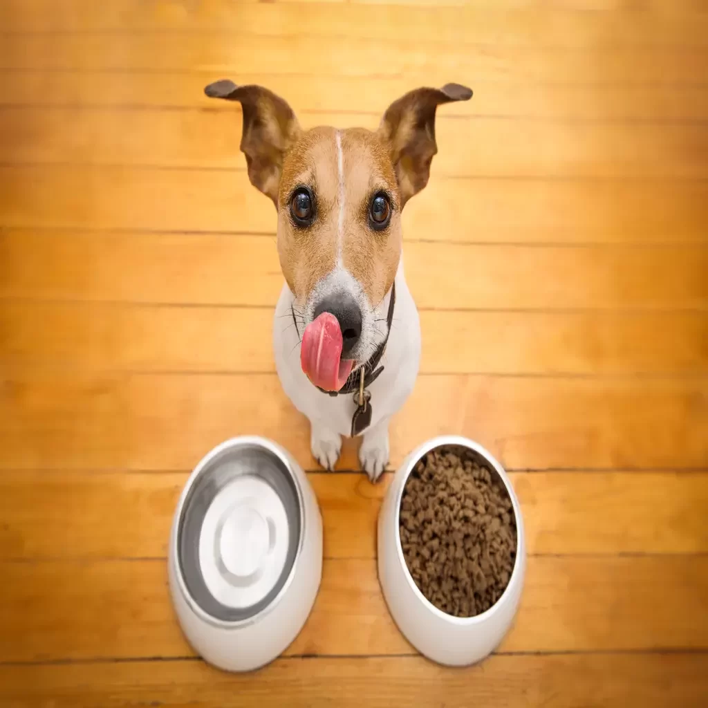 Feeding Your Dog