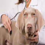 The Perfect Guide to Older Dog Health Status Evaluation Older Dog Health
