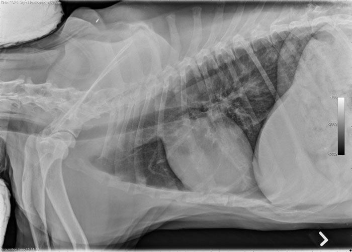Cats Radiology