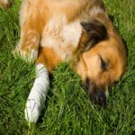 Osteochondritis Dissecans in Dogs