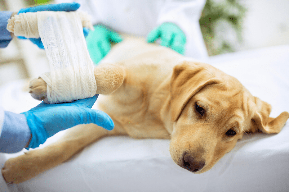 Osteochondritis Dissecans in Dogs