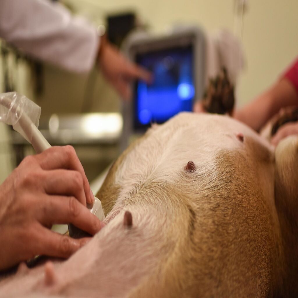 Dog Cesarean Section 