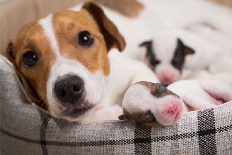 Dog Cesarean Section 