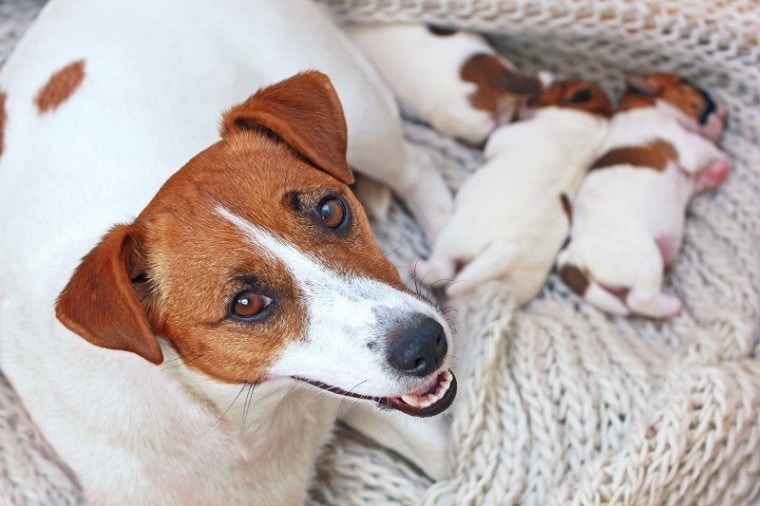 Dog Cesarean Section 