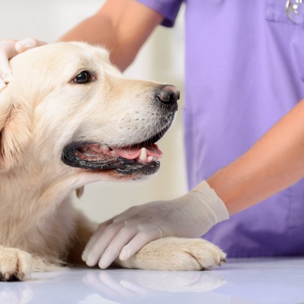 Mastectomy Surgery in Dogs